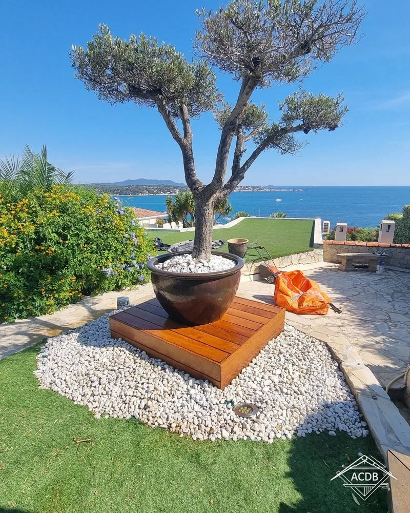 Olivier en pot posé sur un socle en ipé, au milieu du jardin à Bandol