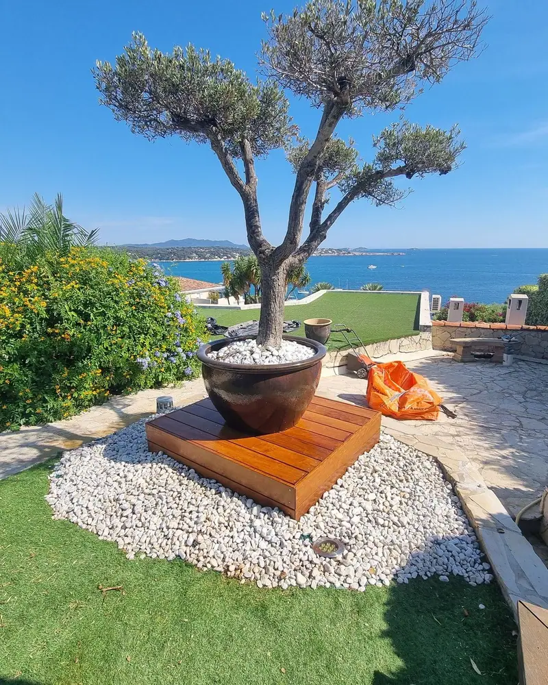 Olivier en pot posé sur un socle en ipé, au milieu du jardin à Bandol